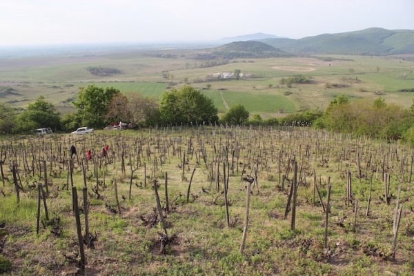 Tokaj Part 2: Quality Over Quantity