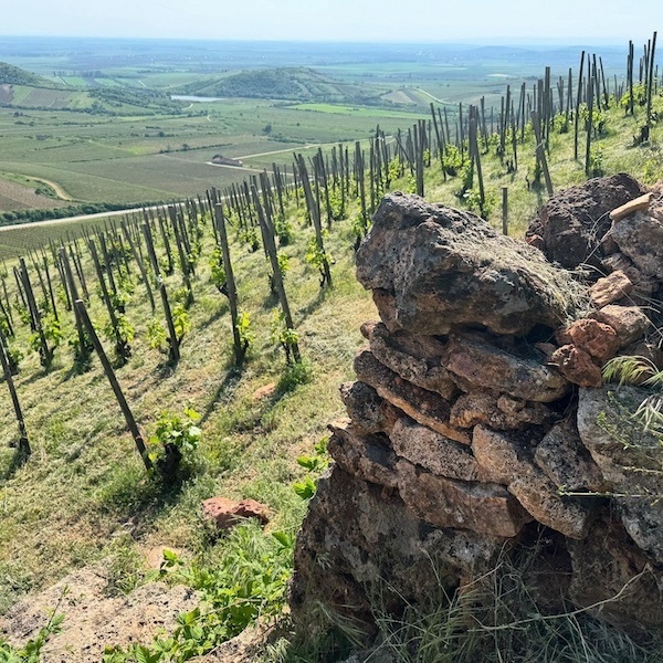 Barta, Egy Kis Furmint 2023 Tokaj