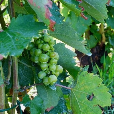 Furmint