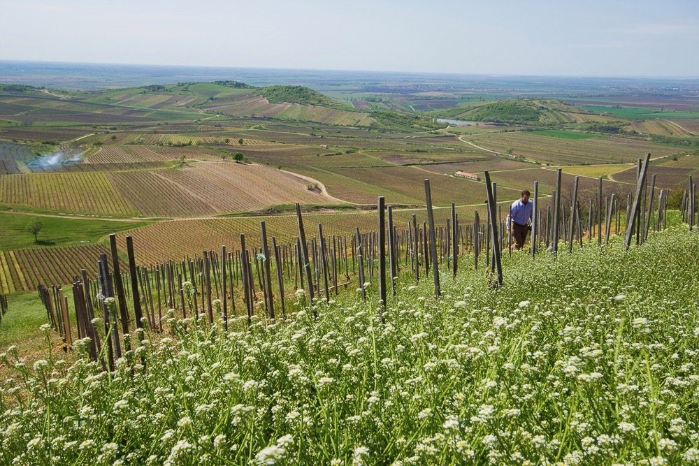 Oreg Kiraly Vineyard