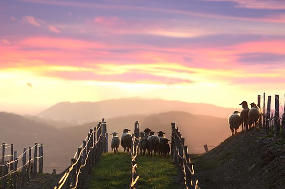 sheeps in the vineyard