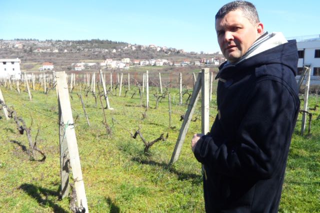 Josip Brkić in the vineyard