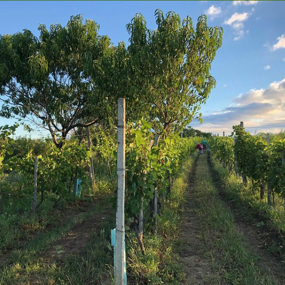 Edgar Brutler's vineyard