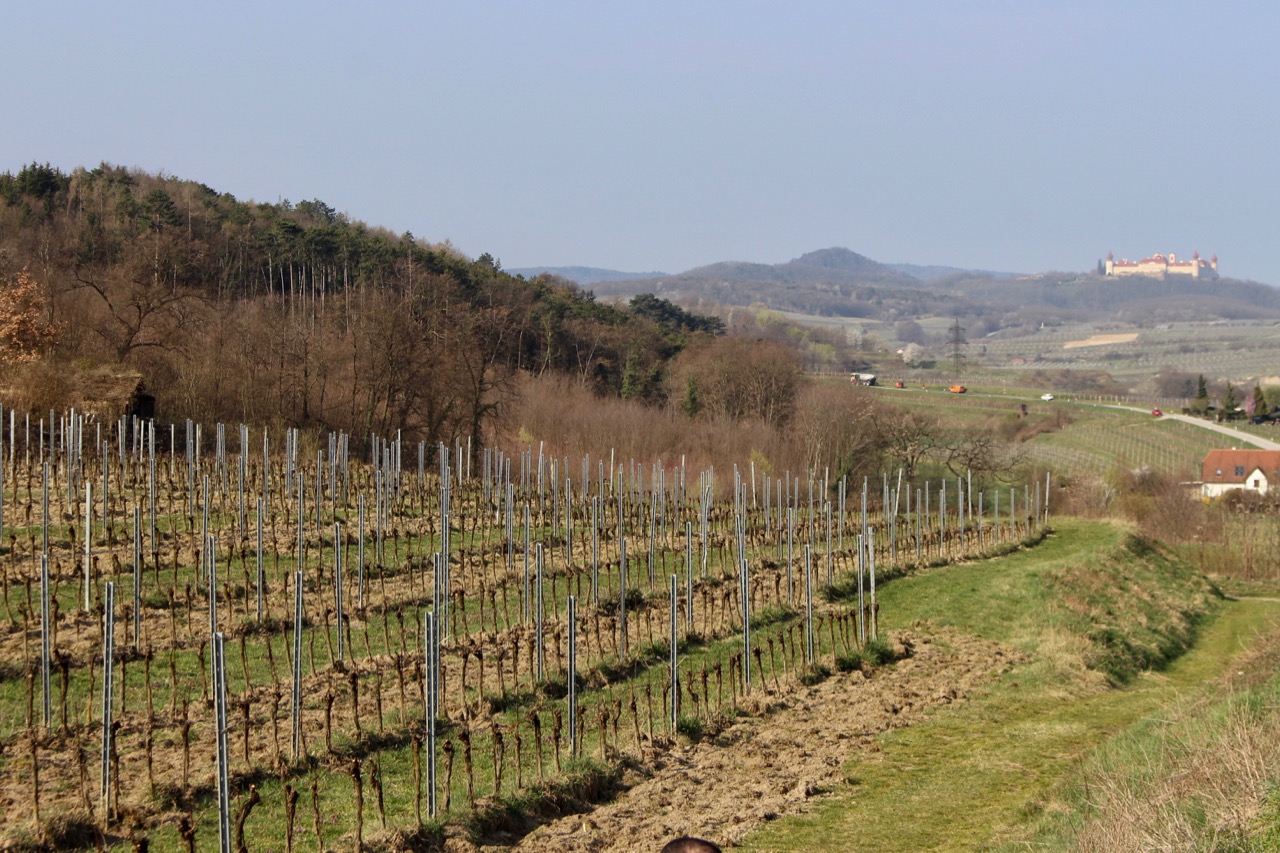 Rosensteig Vineyard