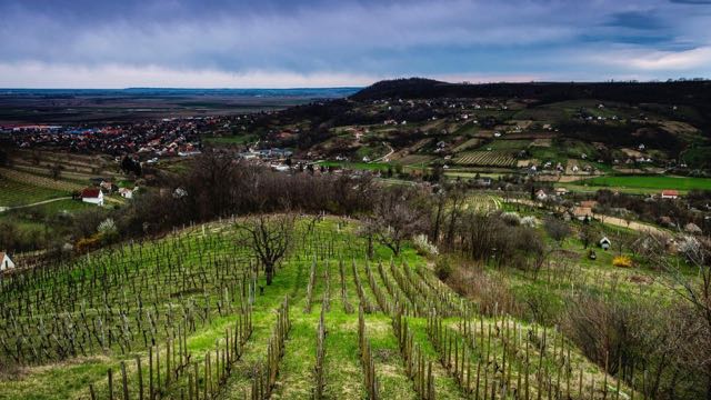 Vineyards