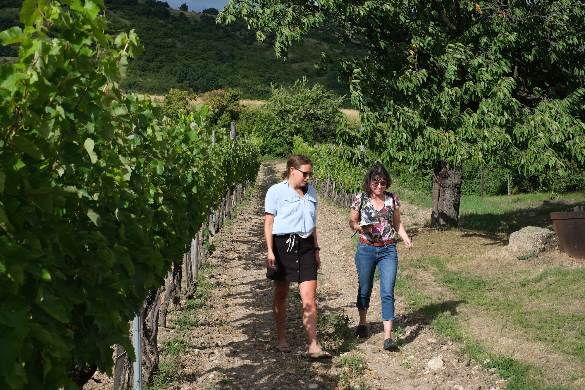 walking in the vineyard