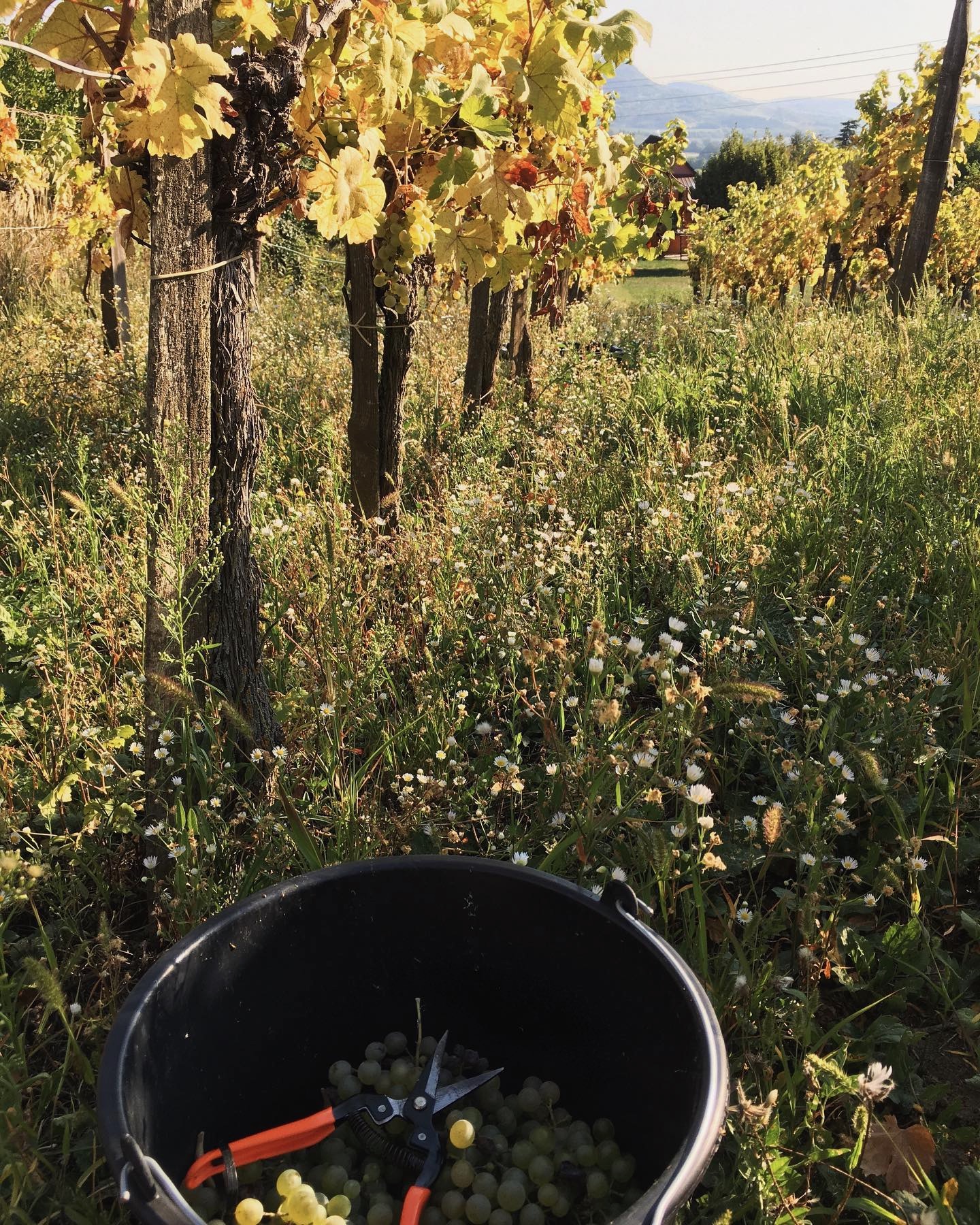 Harvest