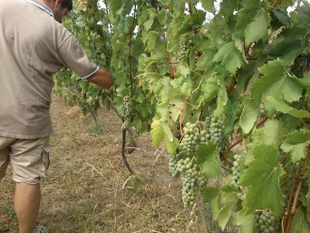 Gyula Szabo with grapes