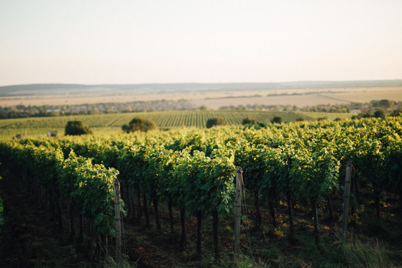 Vineyard in Spring