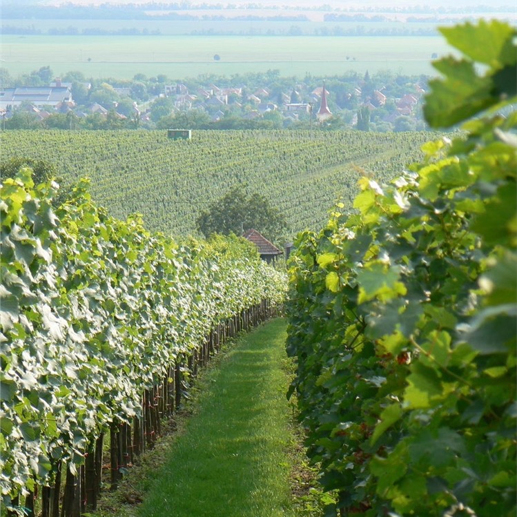 Vineyard