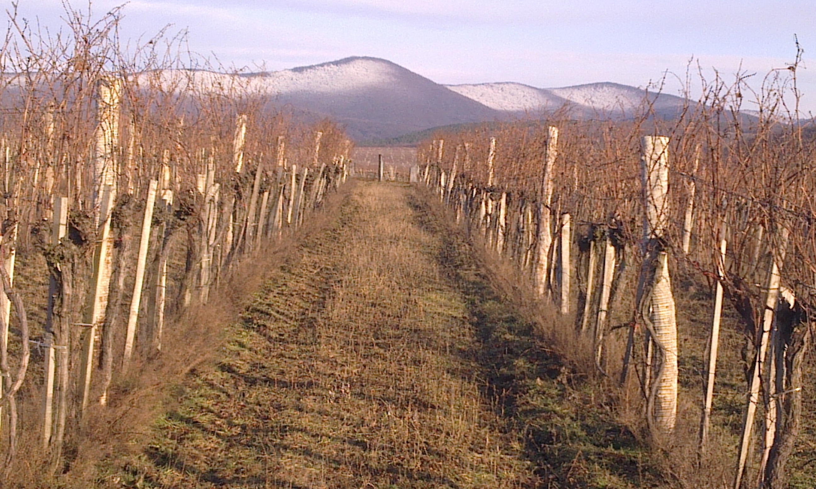 Vineyard