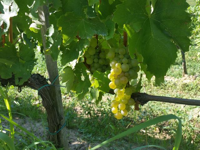 Furmint grape