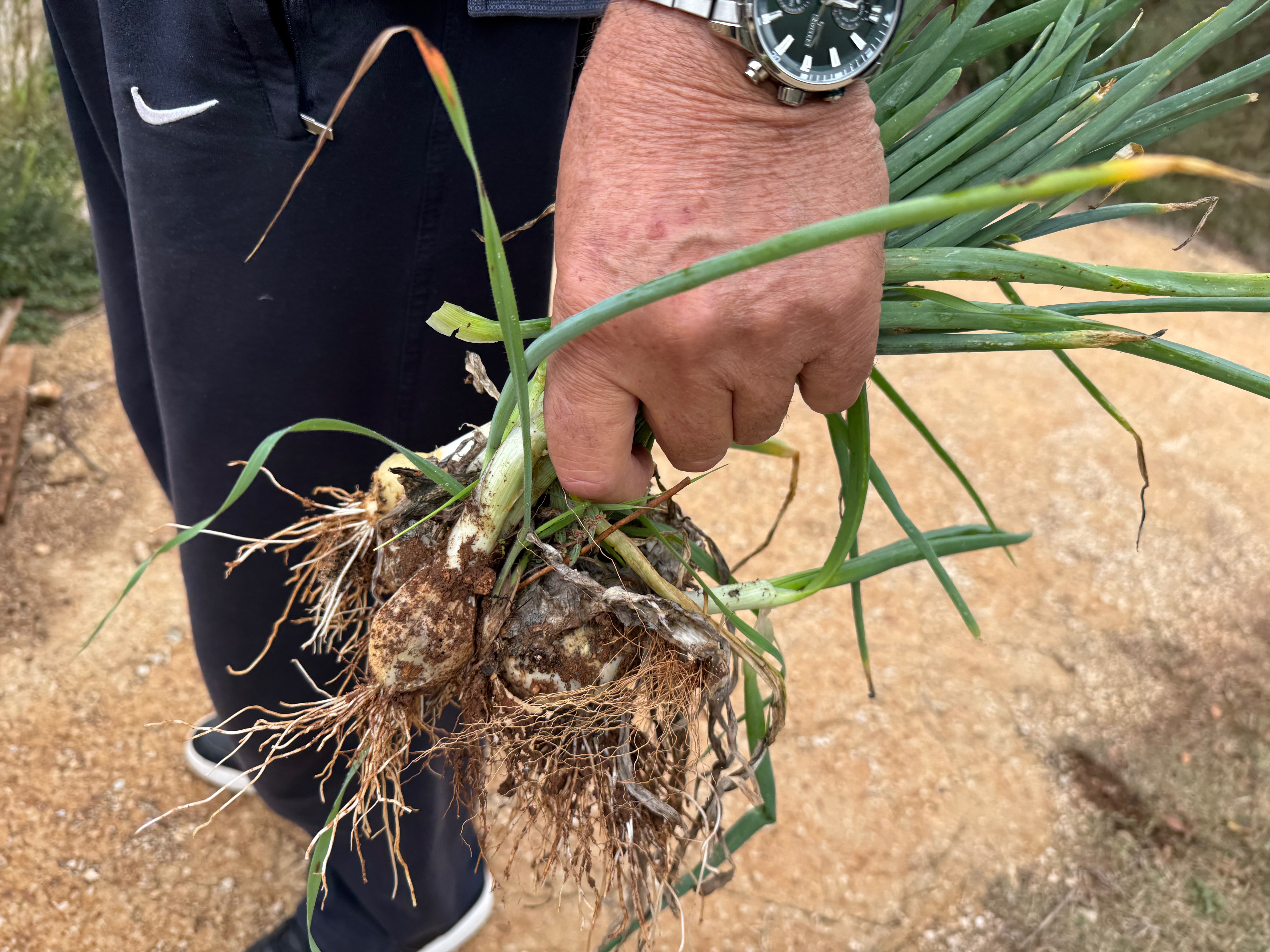 Petar pulling onions from the vineyards for lunch