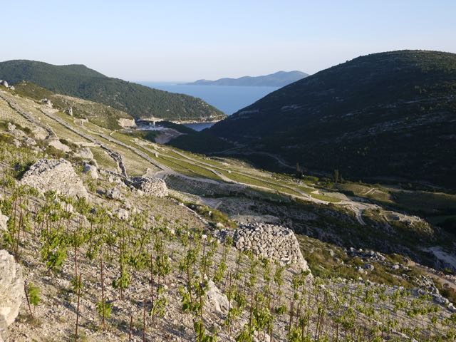 Peljesac vineyards