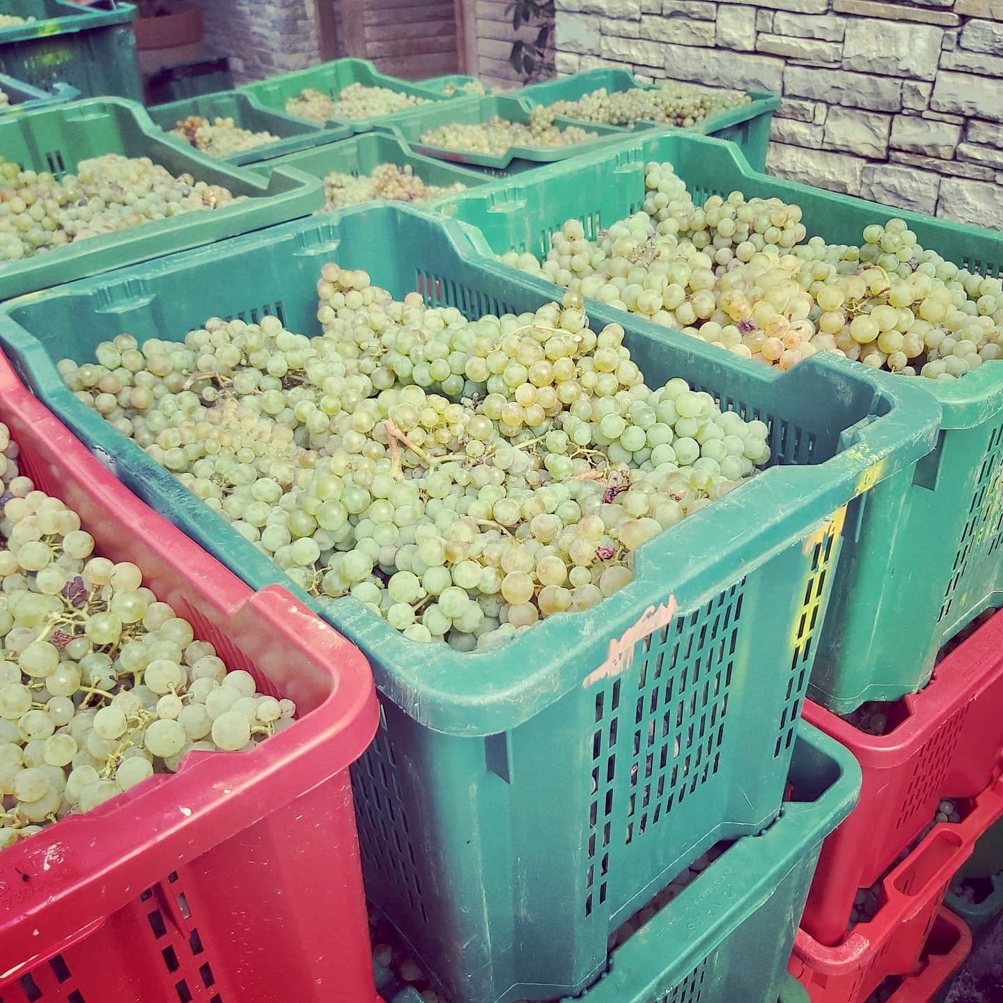 Harvest