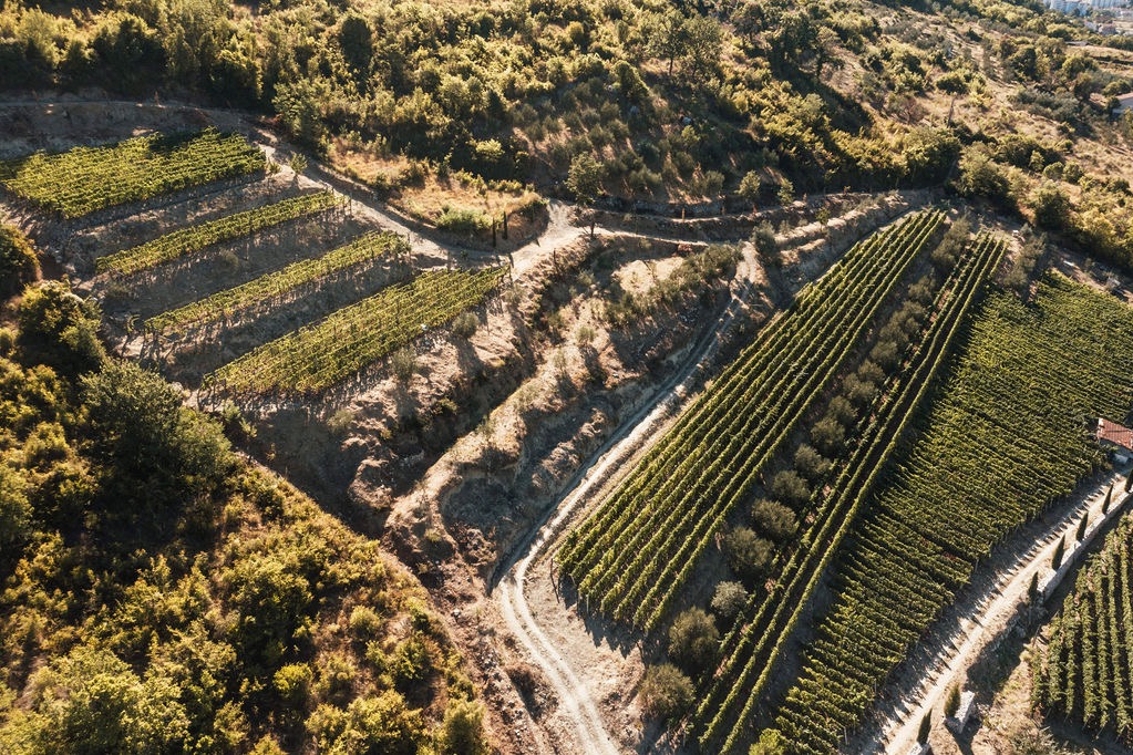 Terraced Vineyards