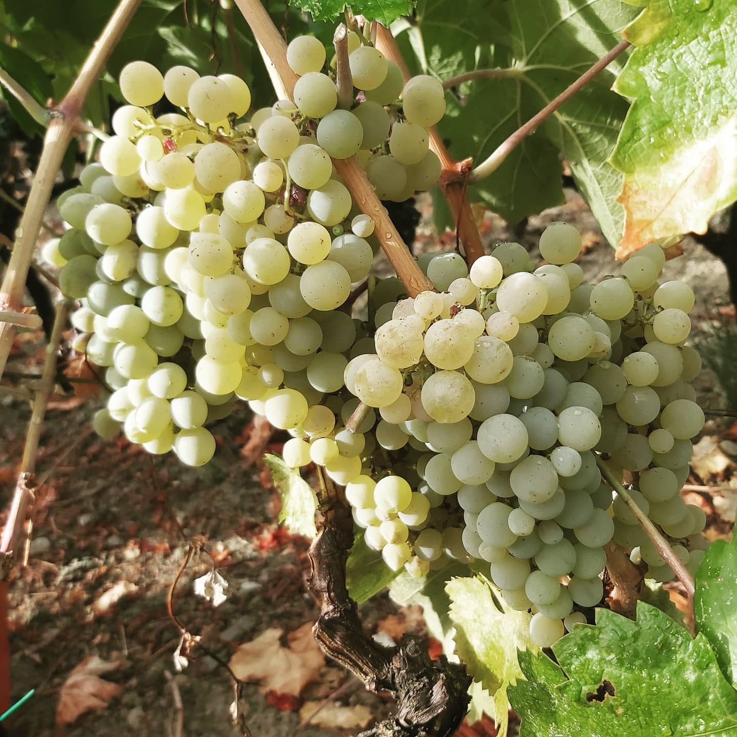 Harvest