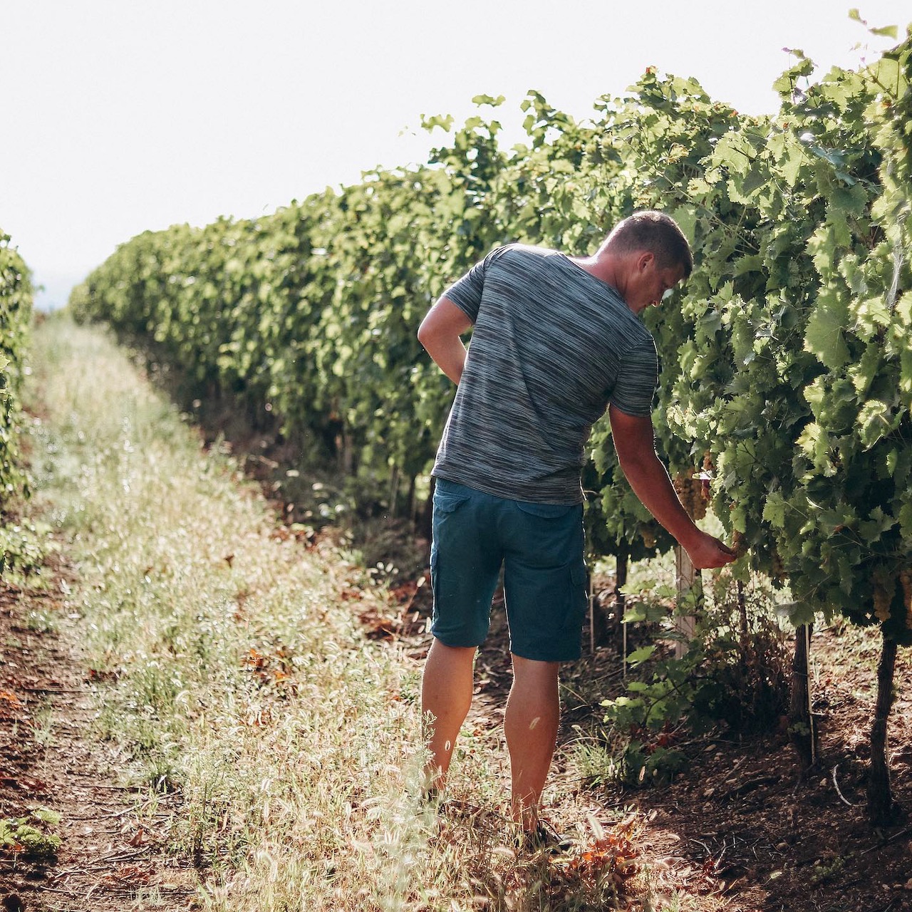 Peter during harvest