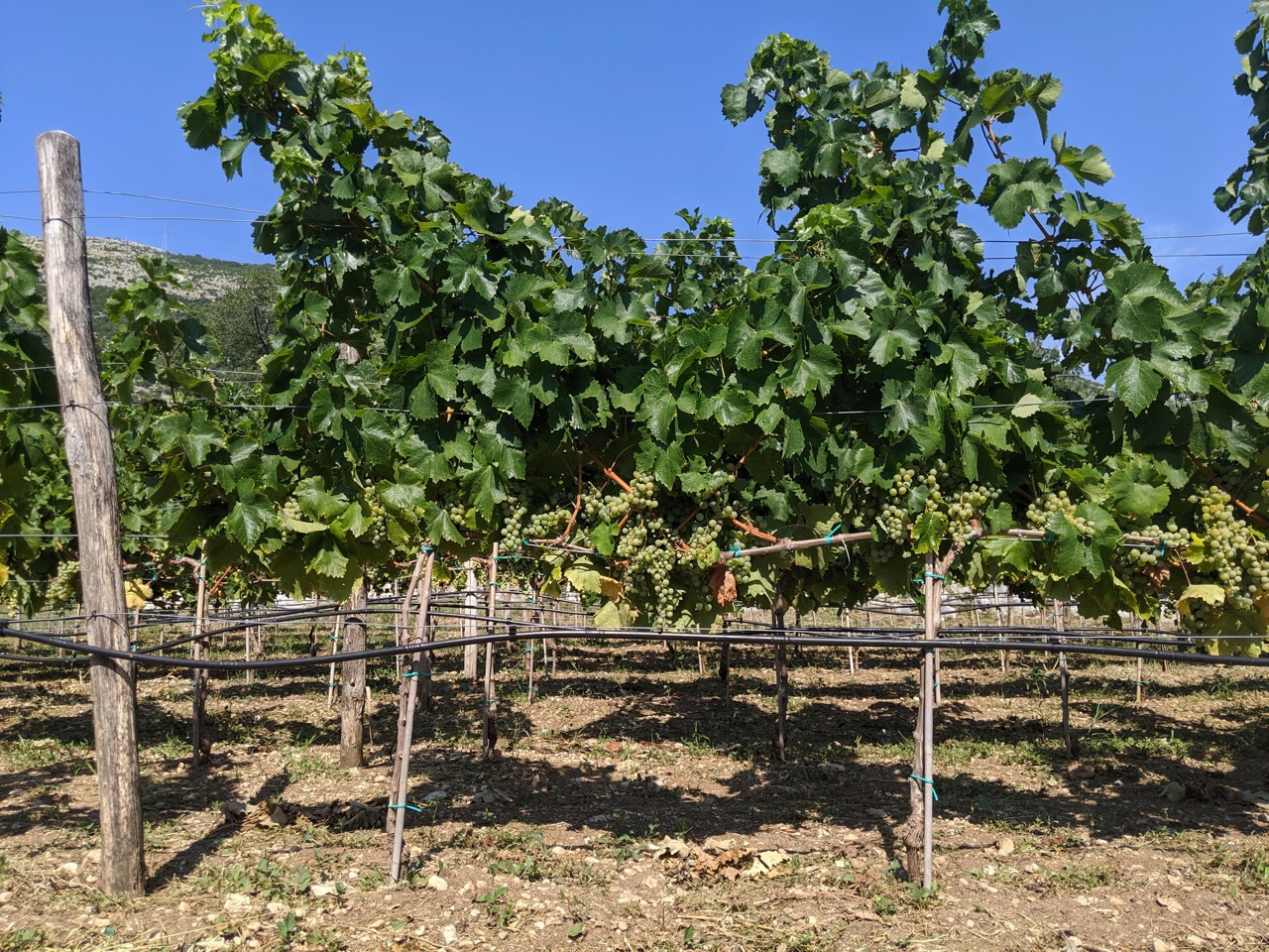 Monastery Tvrdos Vineyards