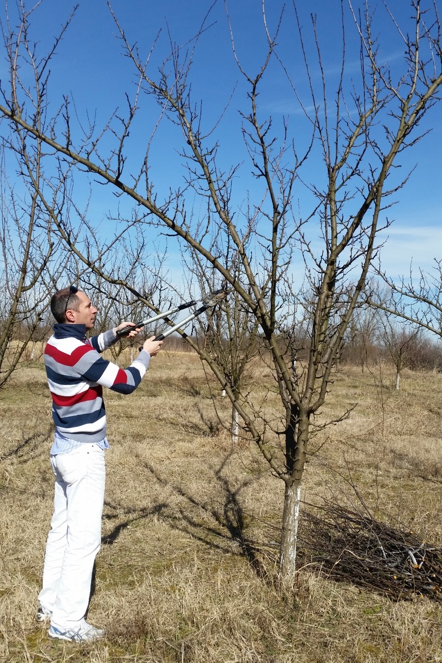 Pruning